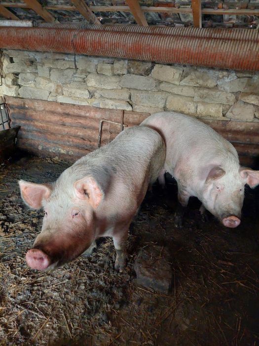 Продавам домашни прасета