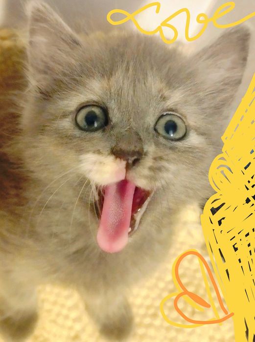 Printesa  blue/crem  pretioasa si rarisima cauta Om