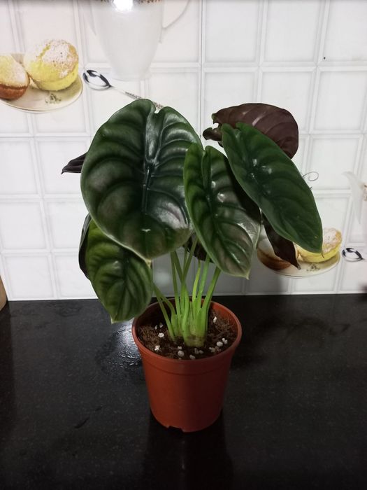 Продам Алоказию Ред Сикрет