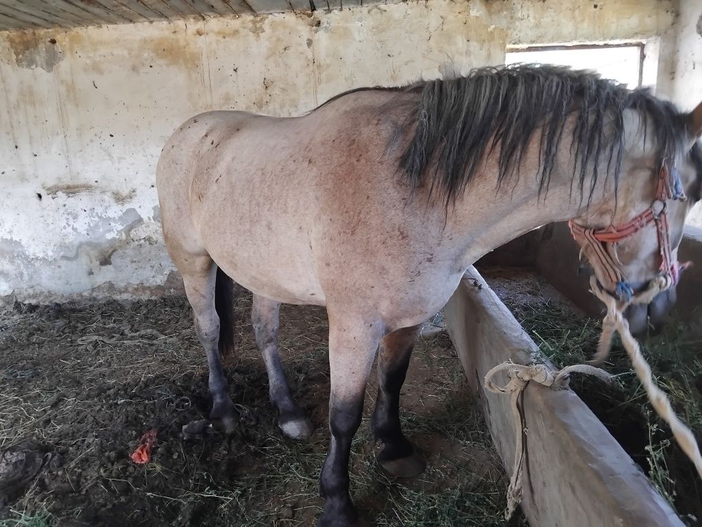 Vând mânzat de 3 ani