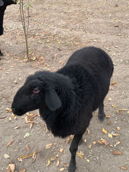 Кора кочкорлар сотилади