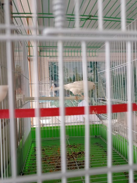 Продается канарейка