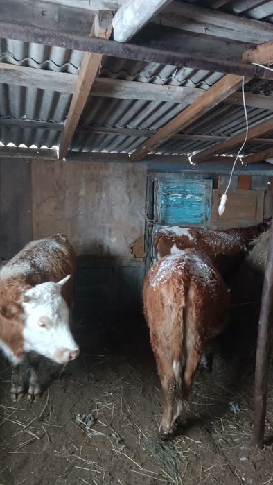 Тёлочки на соғым