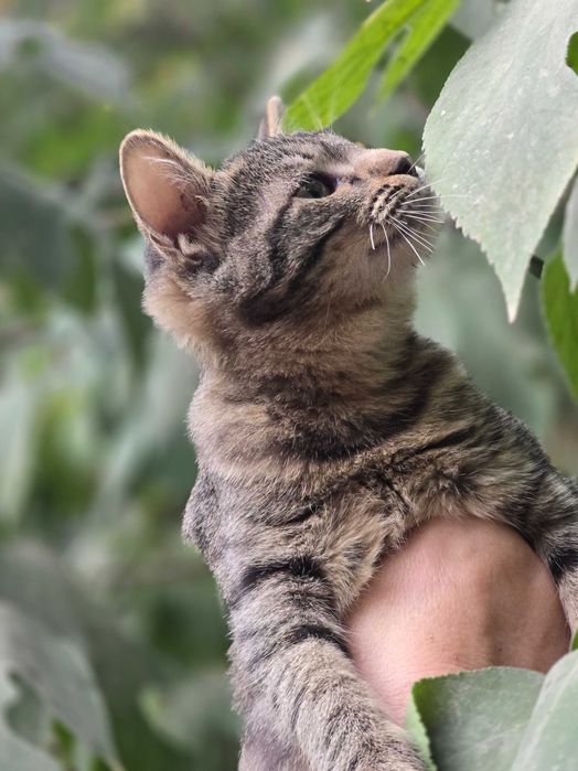 Малыш ищет семью!