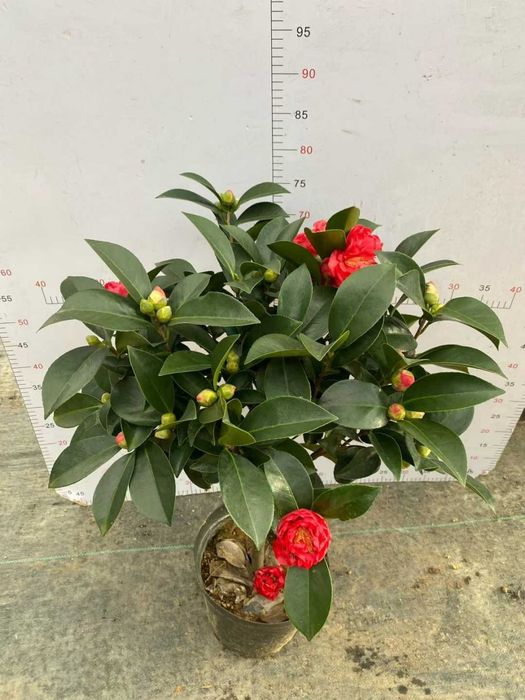 Камелия белая,красная. Kameliya