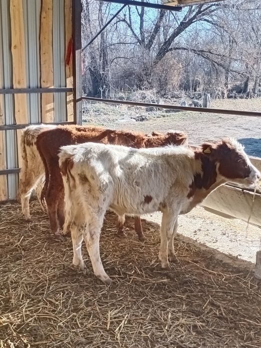 Продам бычки алатау