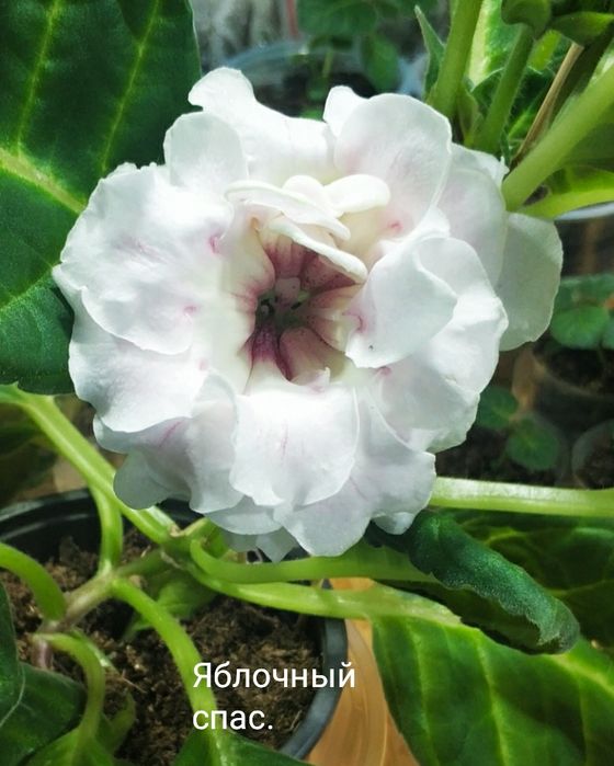 Укоренённые листочки глоксиний