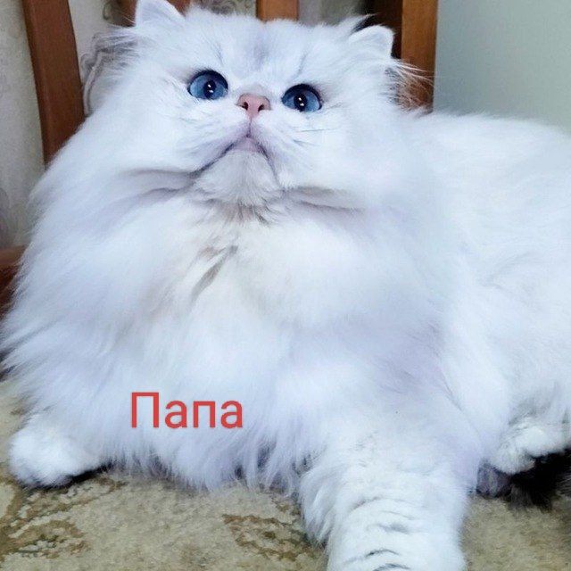 Британский Коби шиншилла.