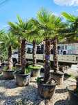 Palmier trachycarpus