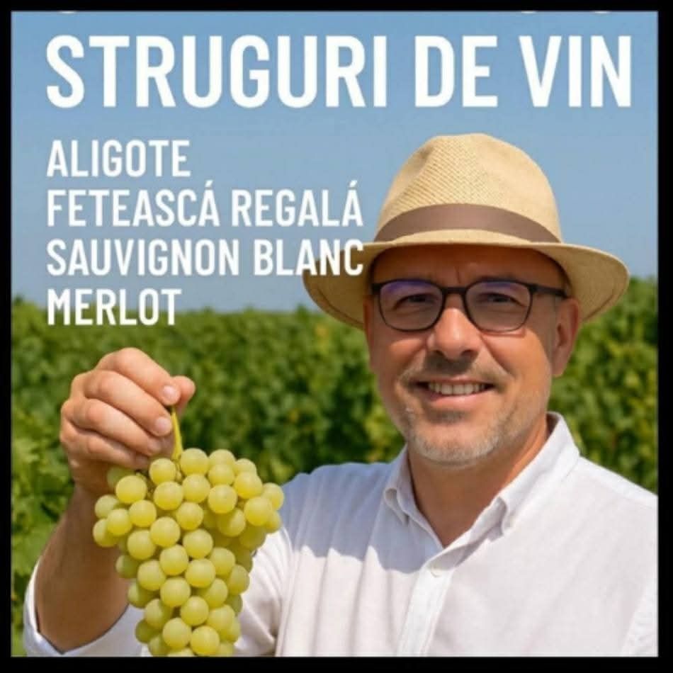 Vând struguri de vin producție 2025 03 09 2025 suntem în Pitești