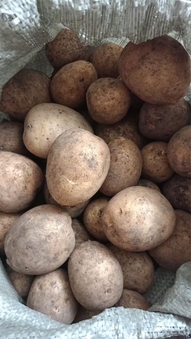 Продам картофель в мешках