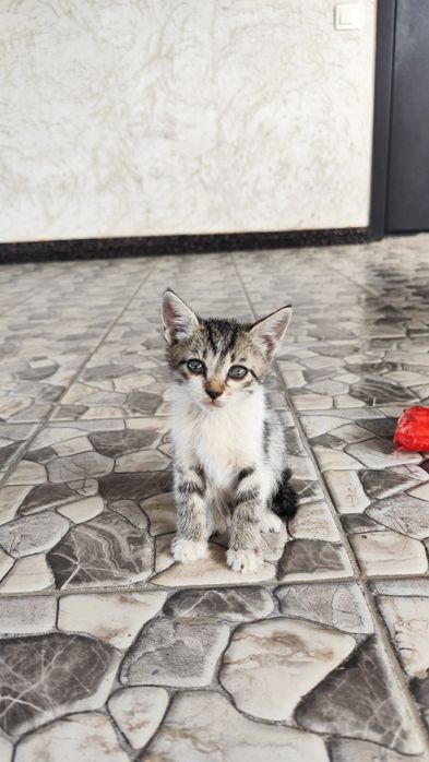 Отдам котят в добрые руки бесплатно