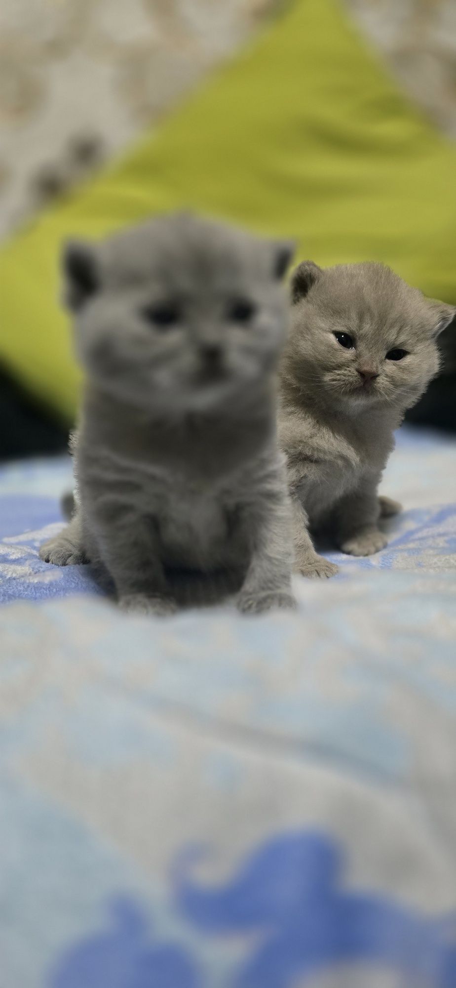 Скоттиш страйт котенки