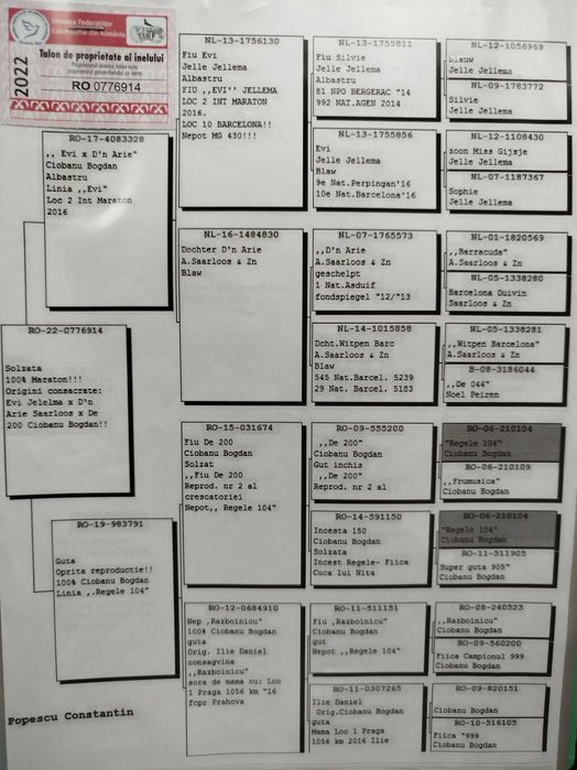 Porumbei voiajori maturi