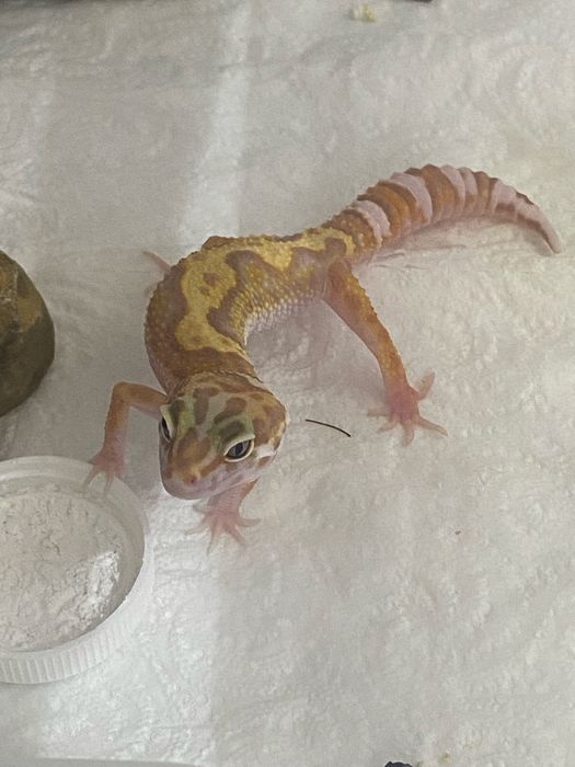 Продам эублефара/геккона