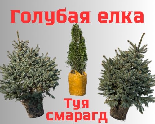 Голубая елка Голубые ели Ёлка Голубой ель