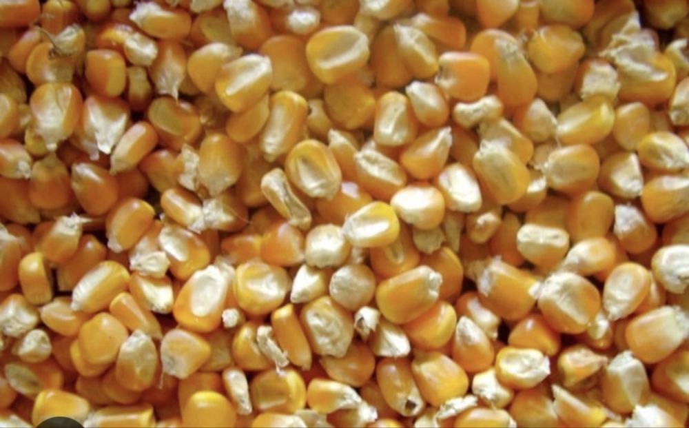 Vand porumb boabe si orz