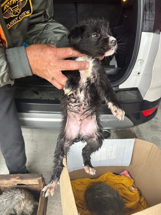 Donez cățeluși care au fost abandonați de stăpâni la marginea pădurii