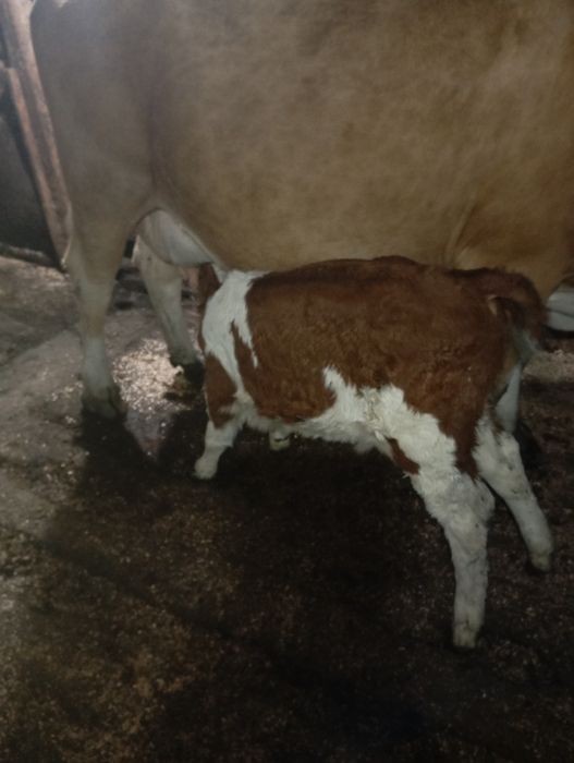 Vaca de 5 ani cu vițel