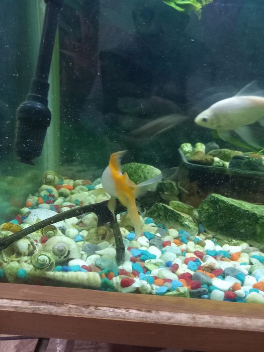 Рыба продам. .. .