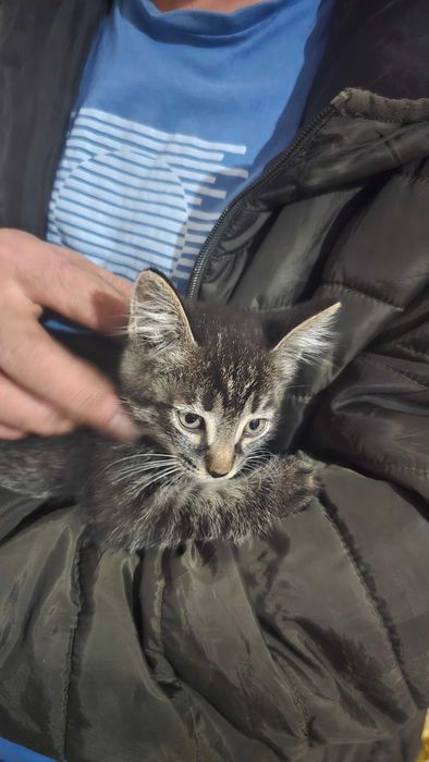 Отдам котят в хорошие руки