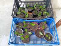 planta vanilia planifolia