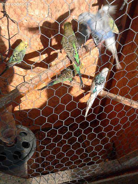 Vând peruși diferite culori