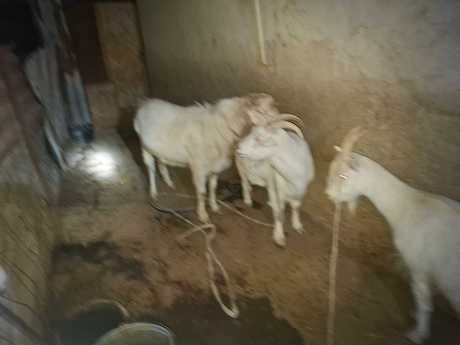 Свумалы Ешкілер сатылады,