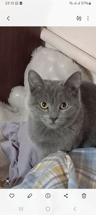 Скотиш страйт мушук