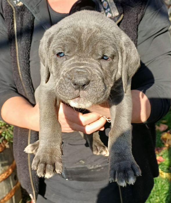 Кане корсо кученца