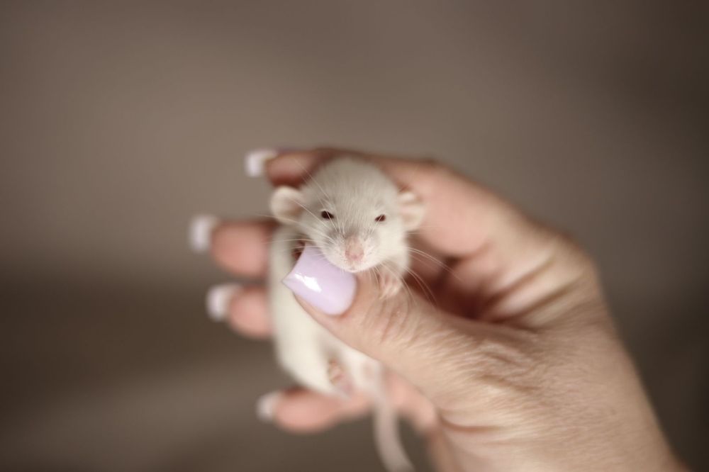 Декоративные крысы дамбо