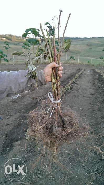 Butasi(drajoni) zmeura polka la SUPER pret