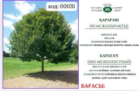 Деревья, Платан, Береза, Рябина, Дуб, Ясень, Живая изгородь, карагач