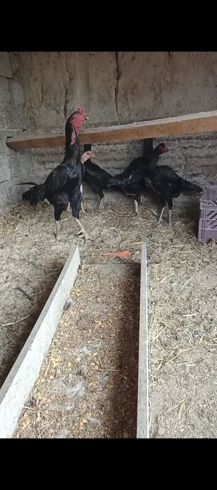 Дакан тухумлари сотилади