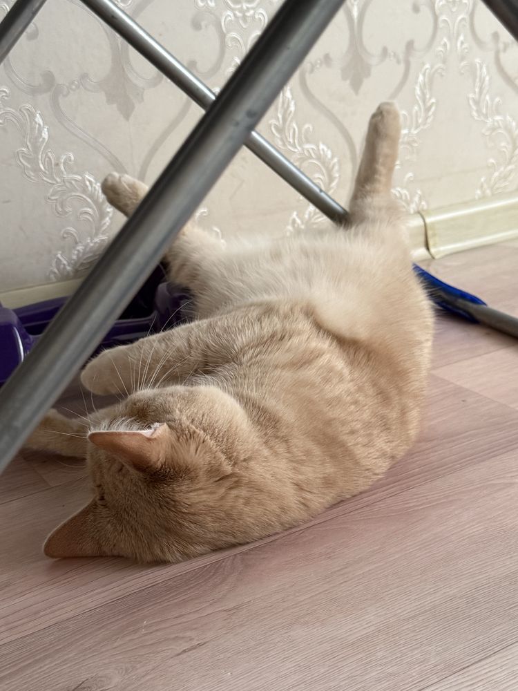Кошкаа  домашняя
