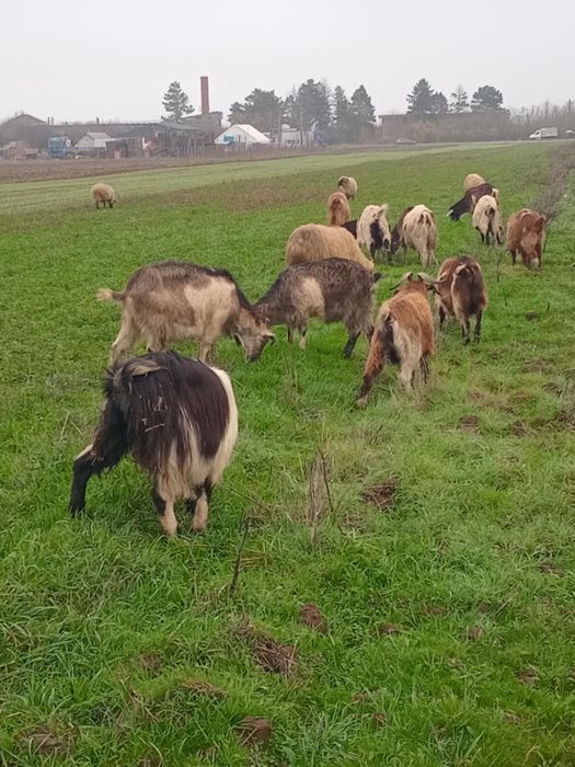 Vand 20 capre……..