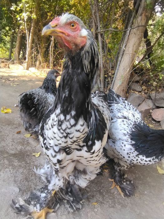 Toʻchkalailar sotiladisonni 9 ta 7 ta makiyon 2 ta xoʻroz 8 oylik