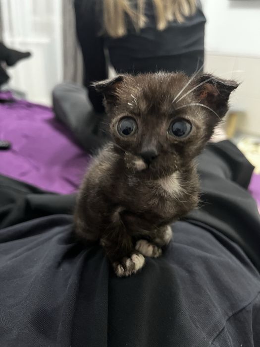 Кошечка вислоухая