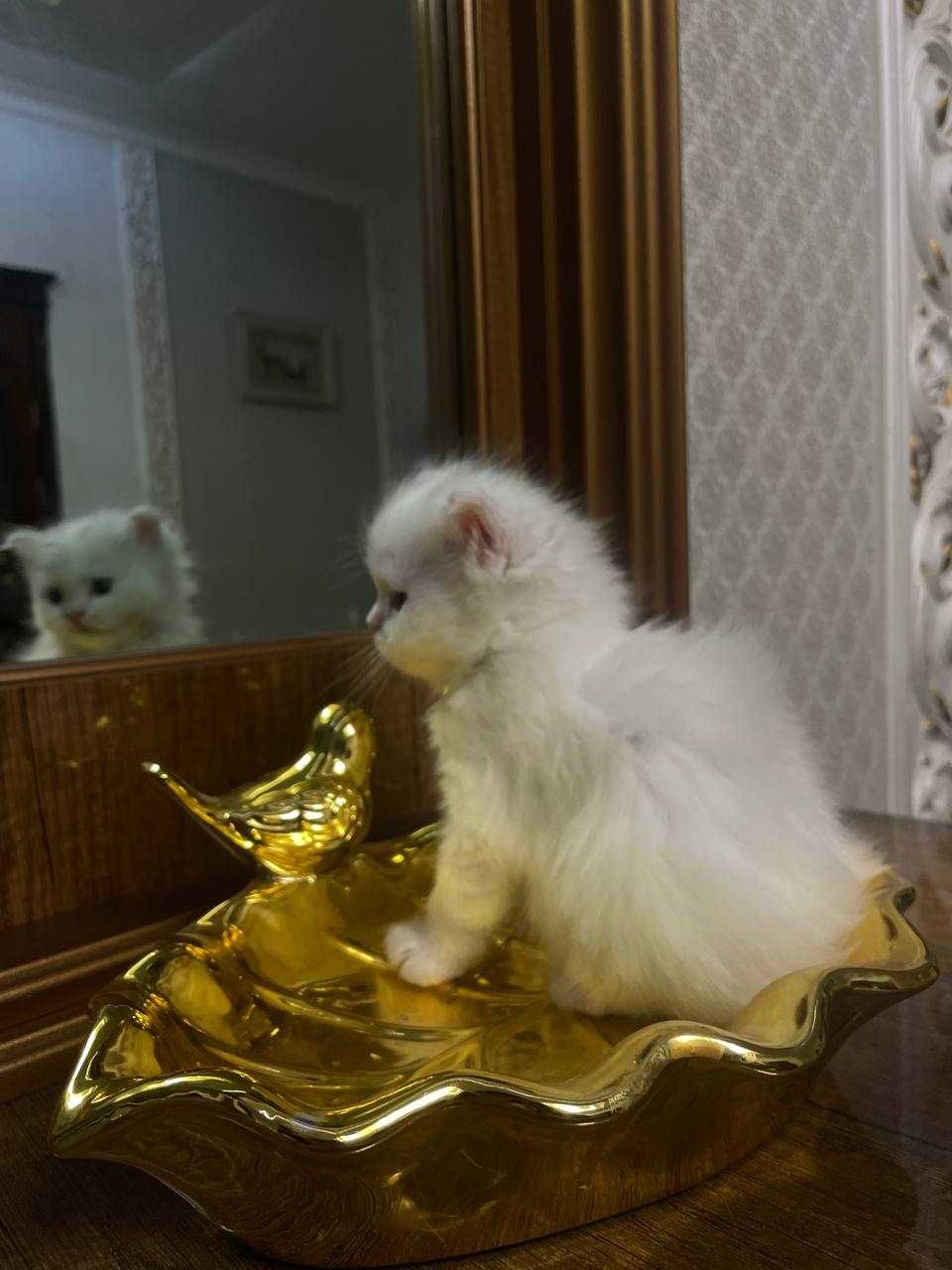 Mushukchlar (oq,qora)
