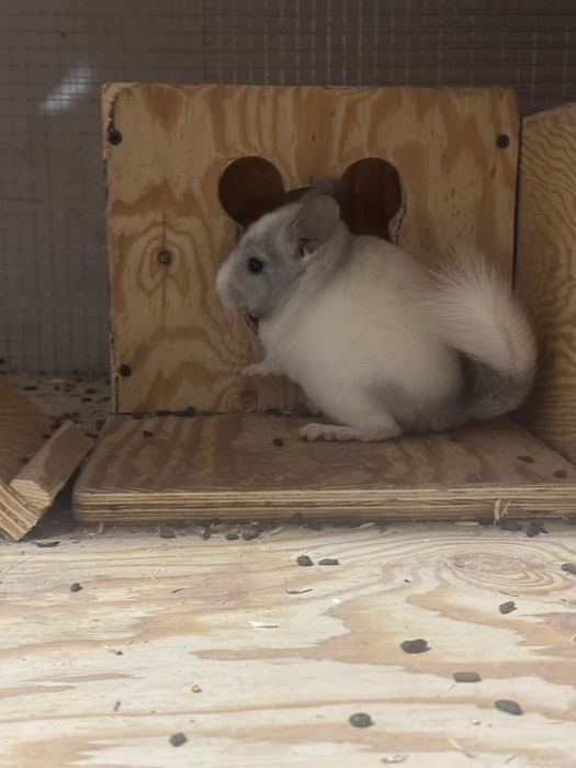 Шиншиллы 4.5 месяца , 2 мальчика и мама и отец