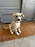 Donez catel crossbreed!