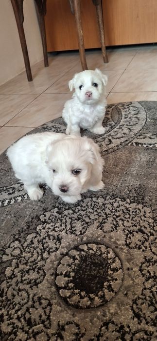 Bichon MALTEZ Căutam căsută nouă!
