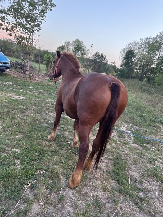 Iapa de vanzare tanara 4/5 ani