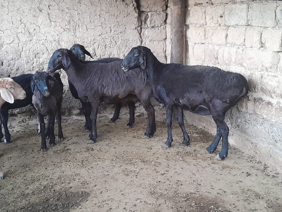 Кой кошкар жагдайлары жаксы