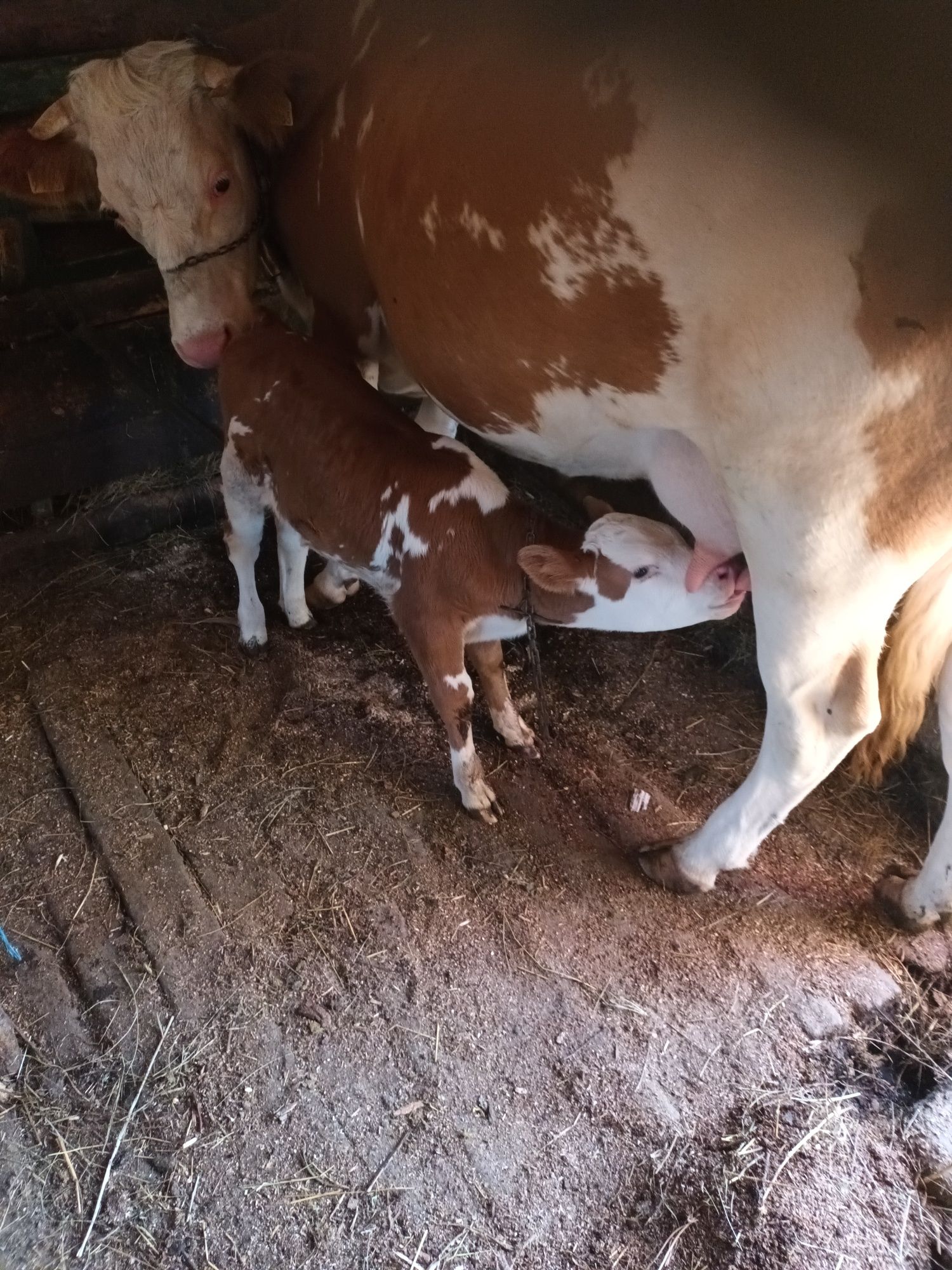 Vaca baltata cu vițel