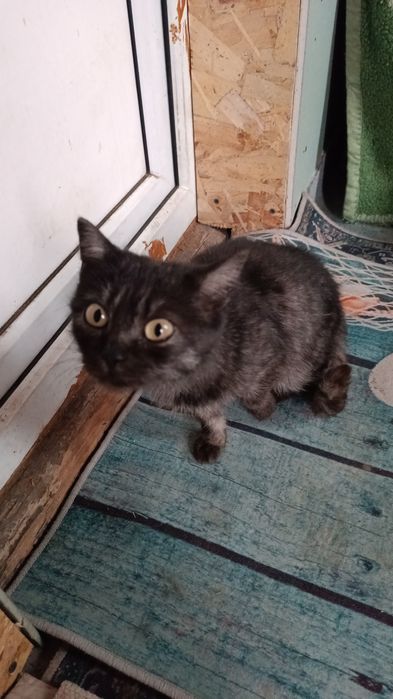 Котик ищет дом и доброе сердце.