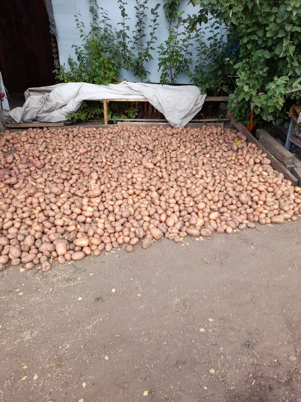 Картофель дачный