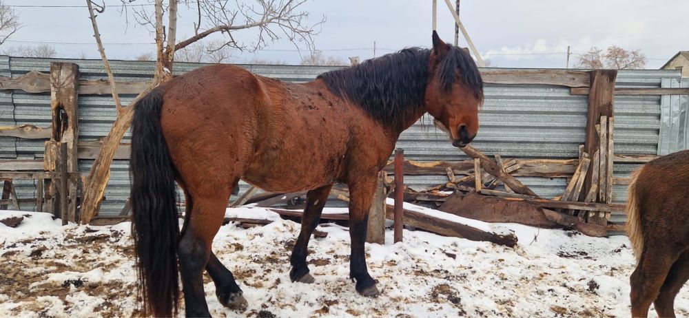 жеребец продается