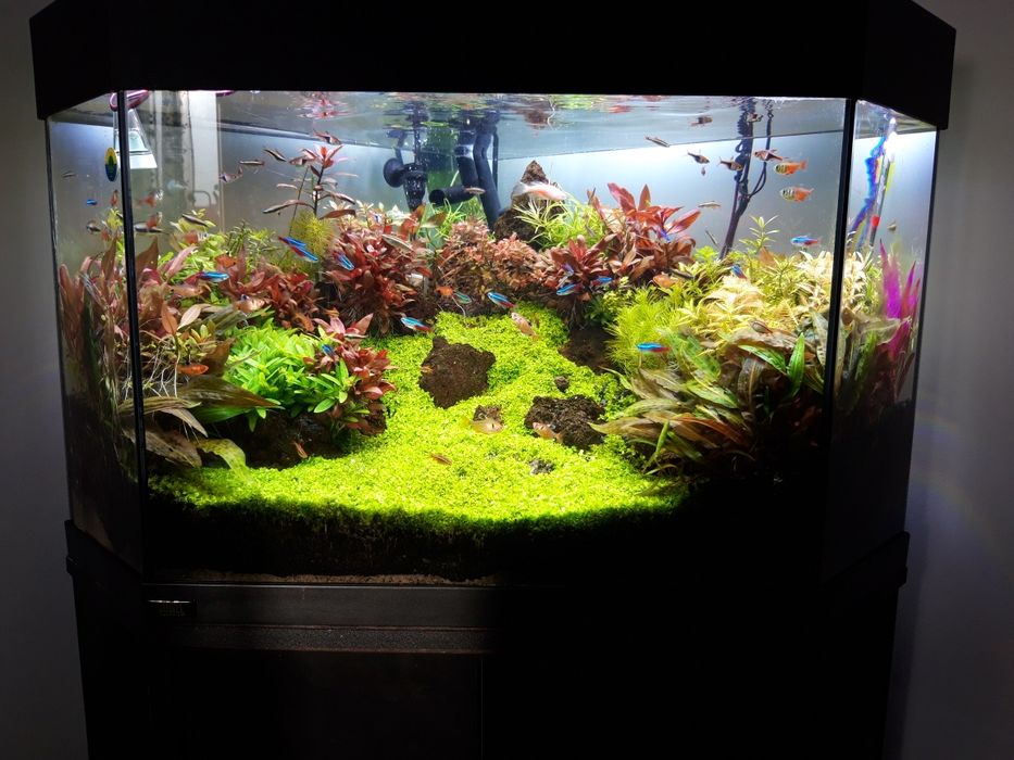 Amenajare, întreținere acvarii