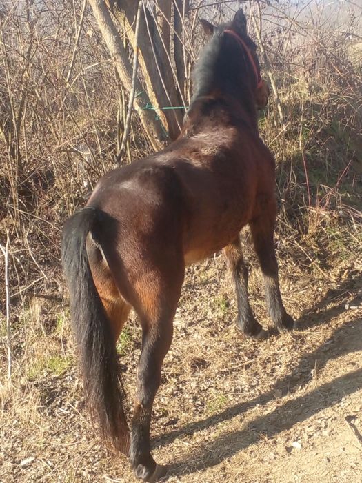 De vanzare cal castrat